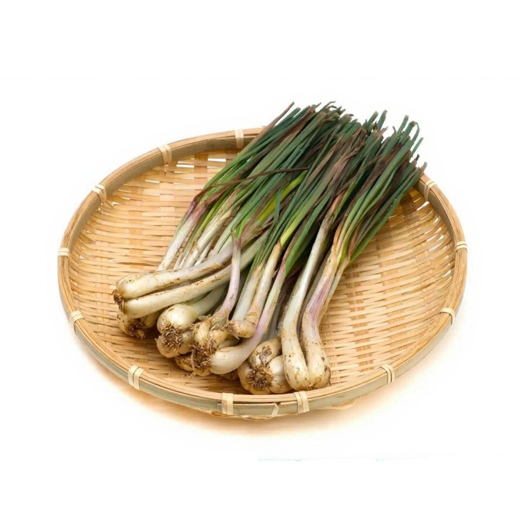 Fragrant Garlic Chives