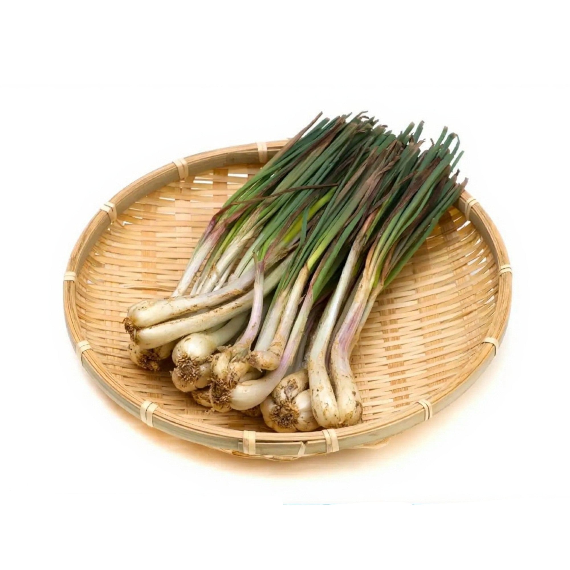 Fragrant Garlic Chives