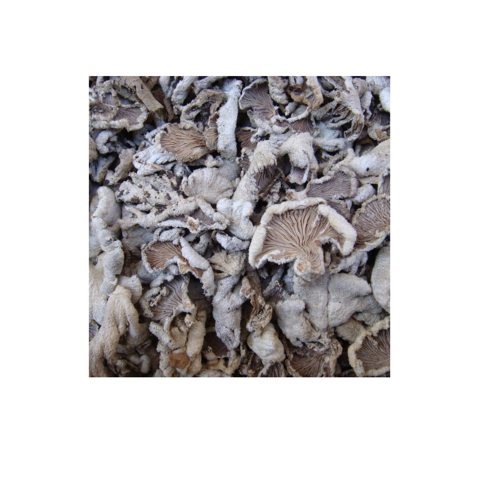 Dry Split Gill Mushroom| Passi -40g
