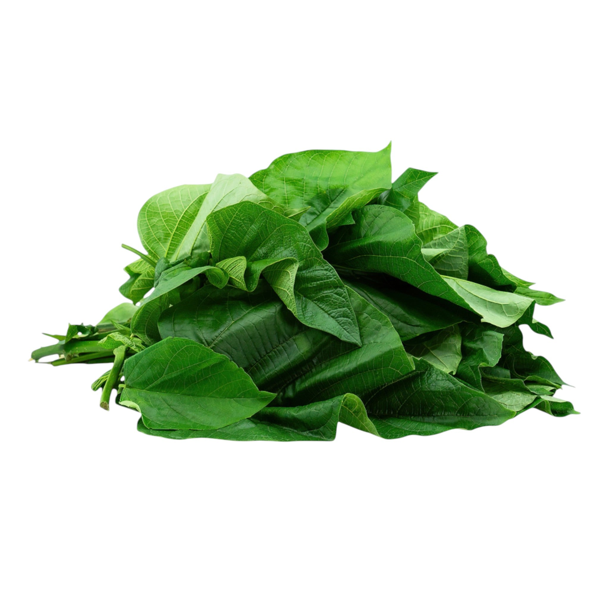 East Indian Glory Leaf | Anphui