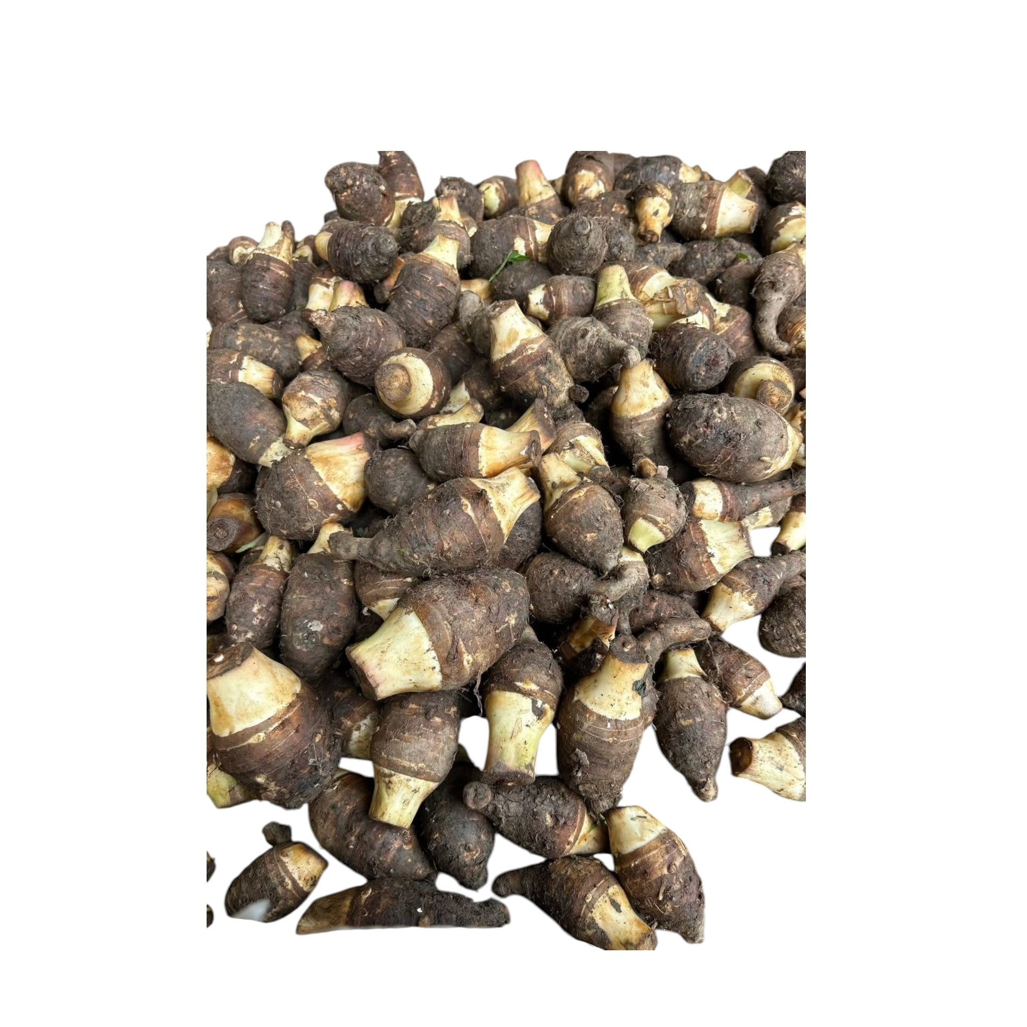 Sticky Yam |Taro  | Baal