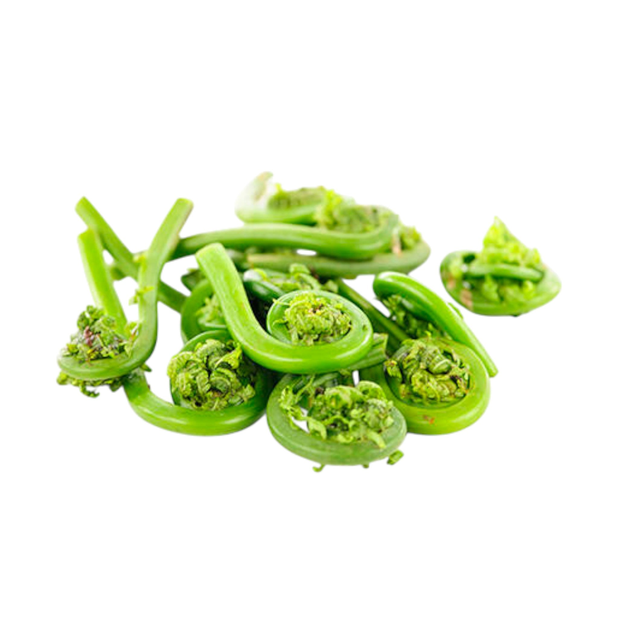 Fiddlehead Fern | Niguro| Niuro