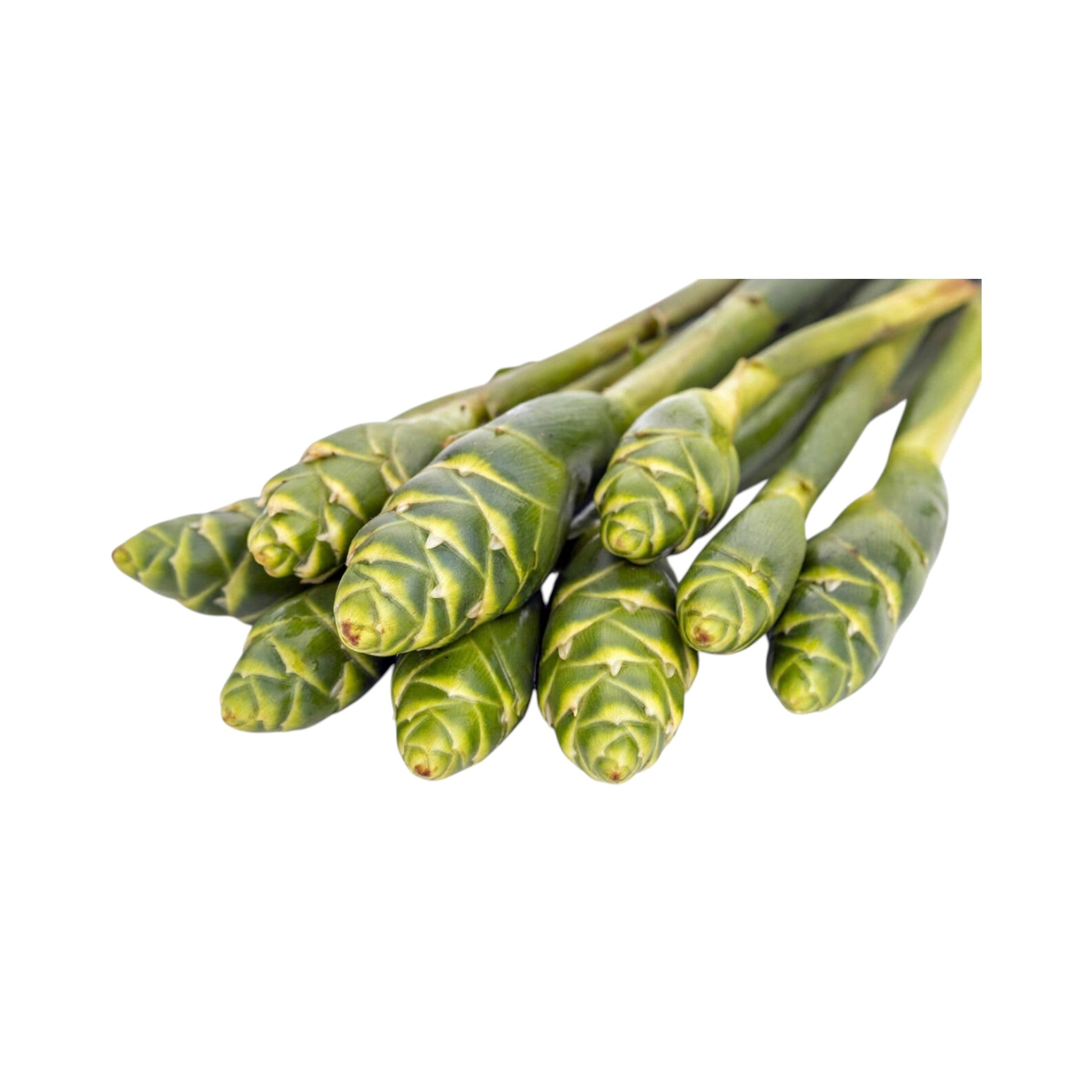 Ginger Flower Buds| Thingpah