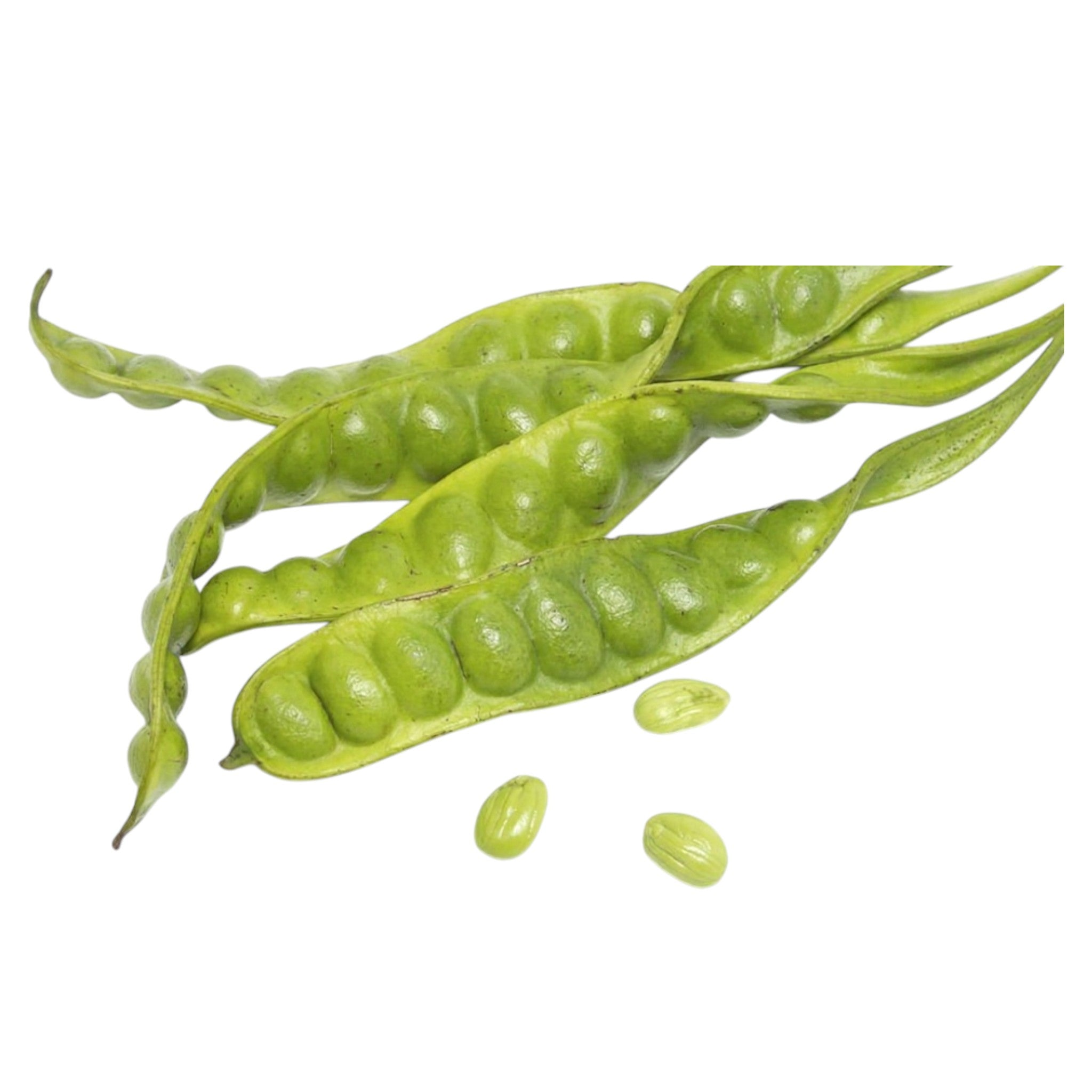 Stink Beans | Jongchak |Jonglha