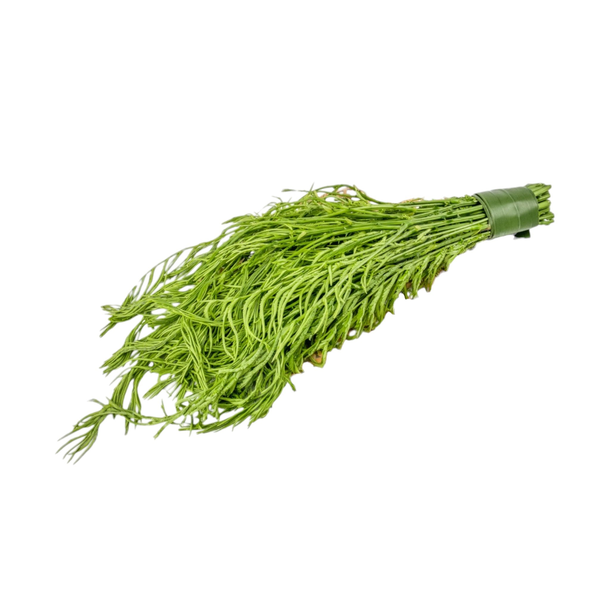 Climbing Wattle | Khangkhu