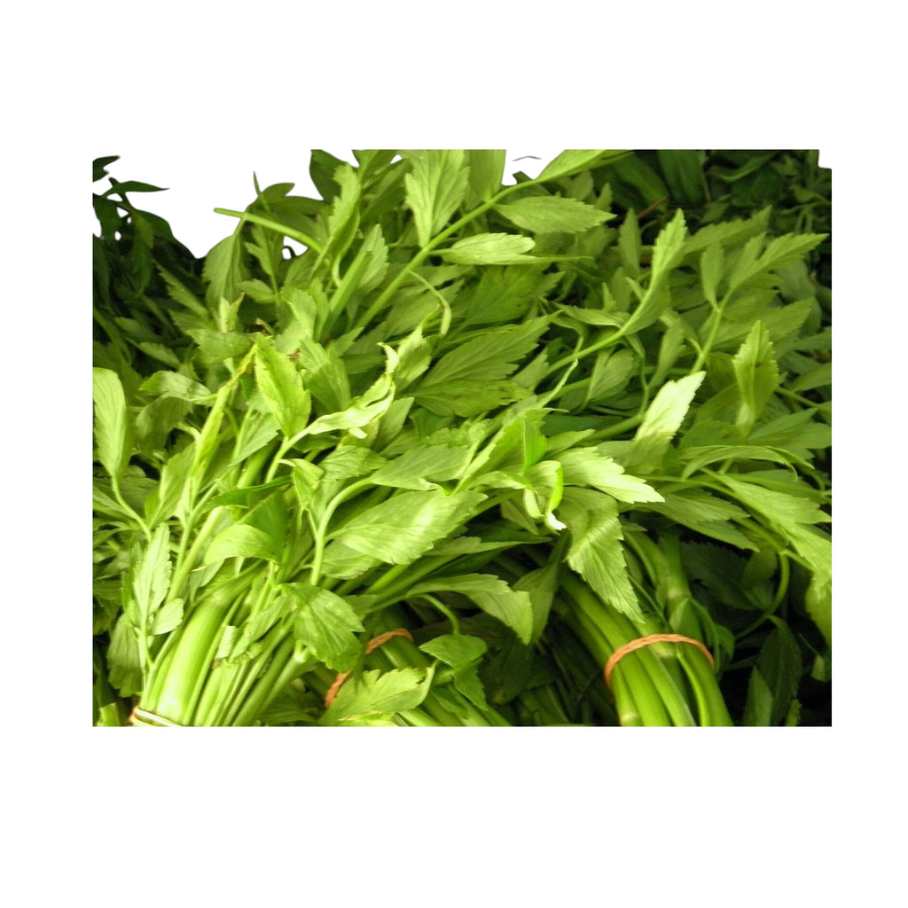 Water Celery | Komprek |Oenanthe Javanica