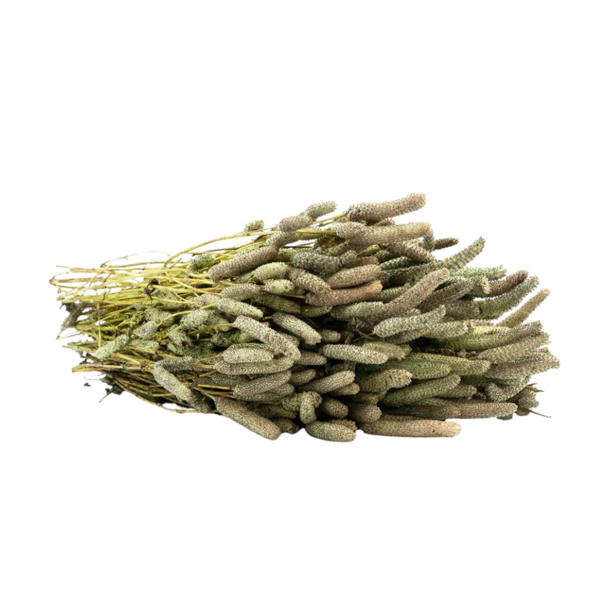 Dry Lengmusel| Lomba