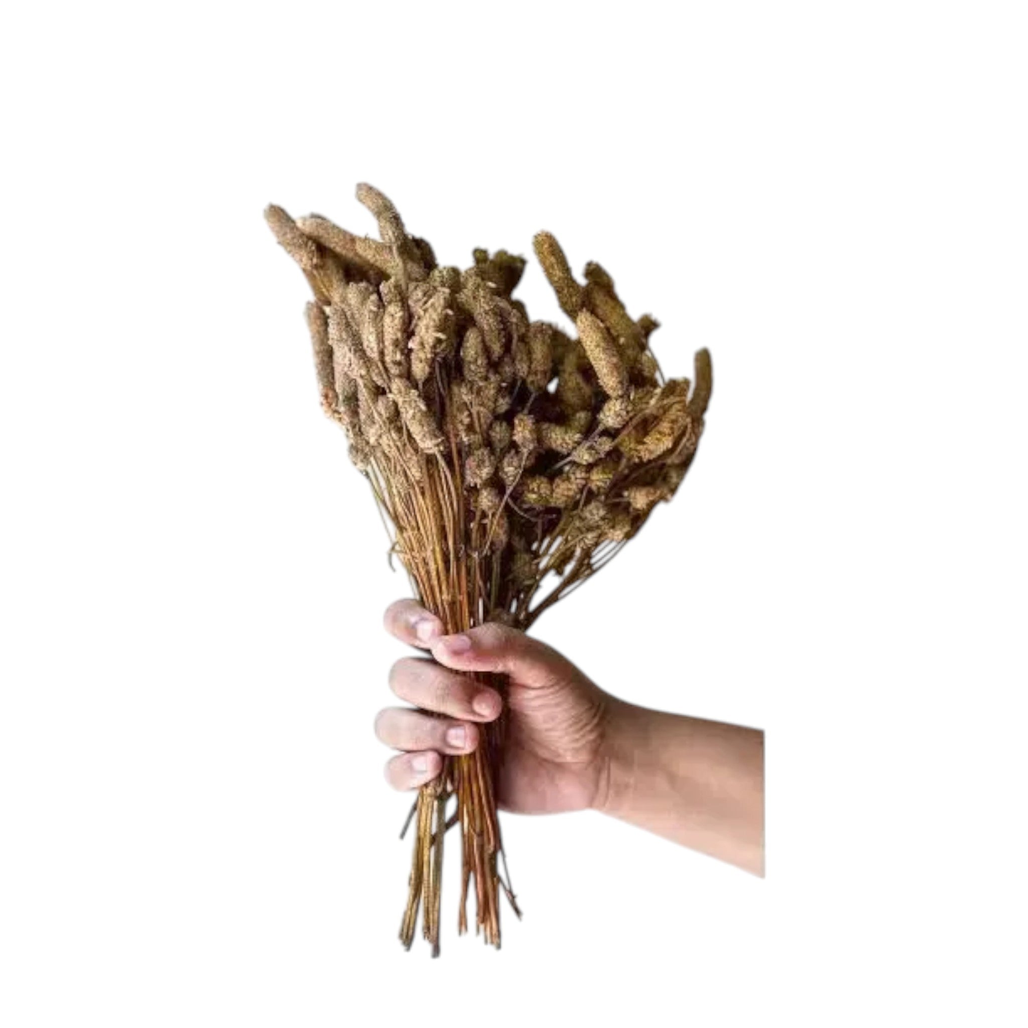 Dry Lengmusel| Lomba