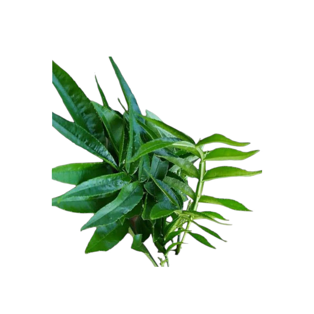 Prickly Winged Leaf| Lingnamse | Mukthrubi