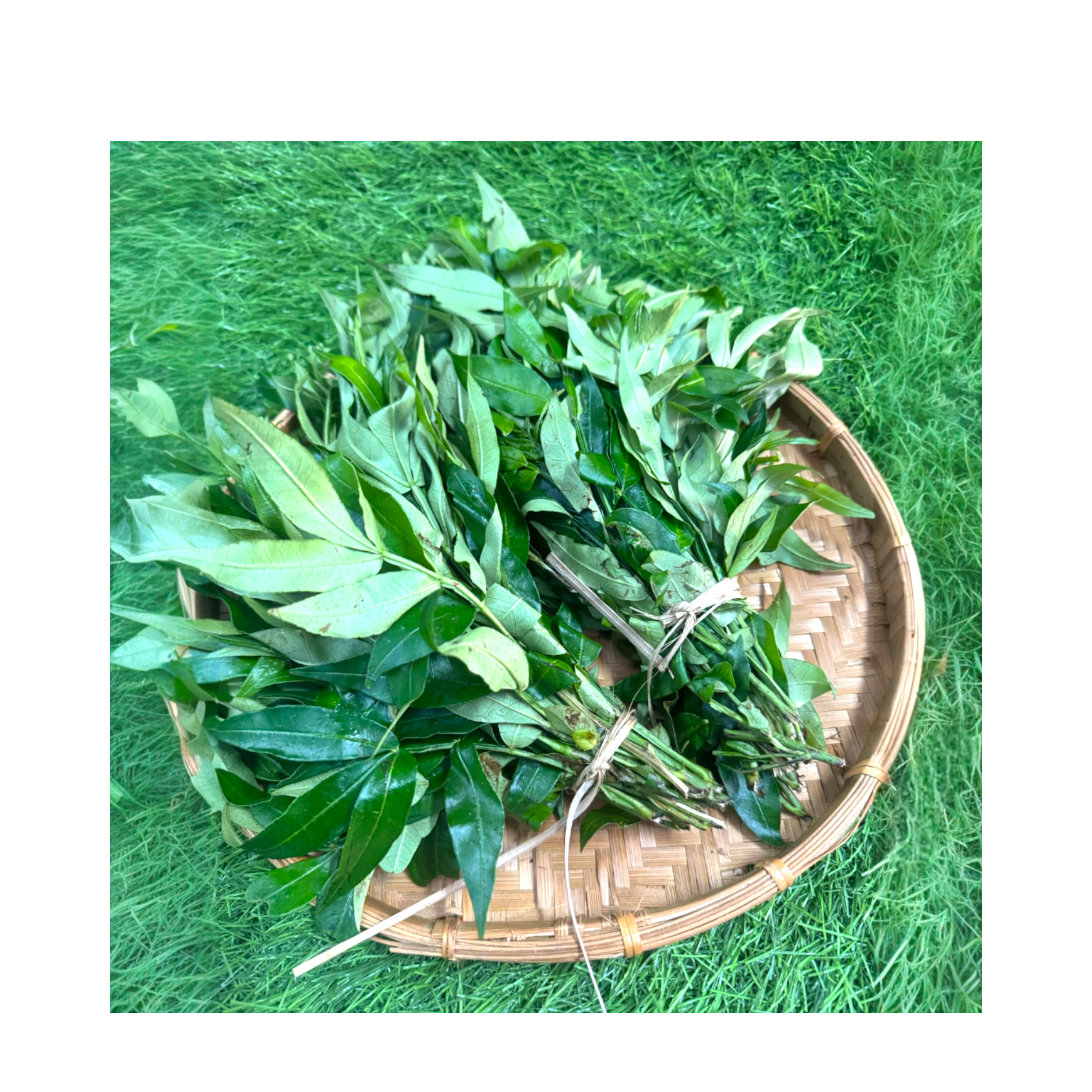 Prickly Winged Leaf| Lingnamse | Mukthrubi