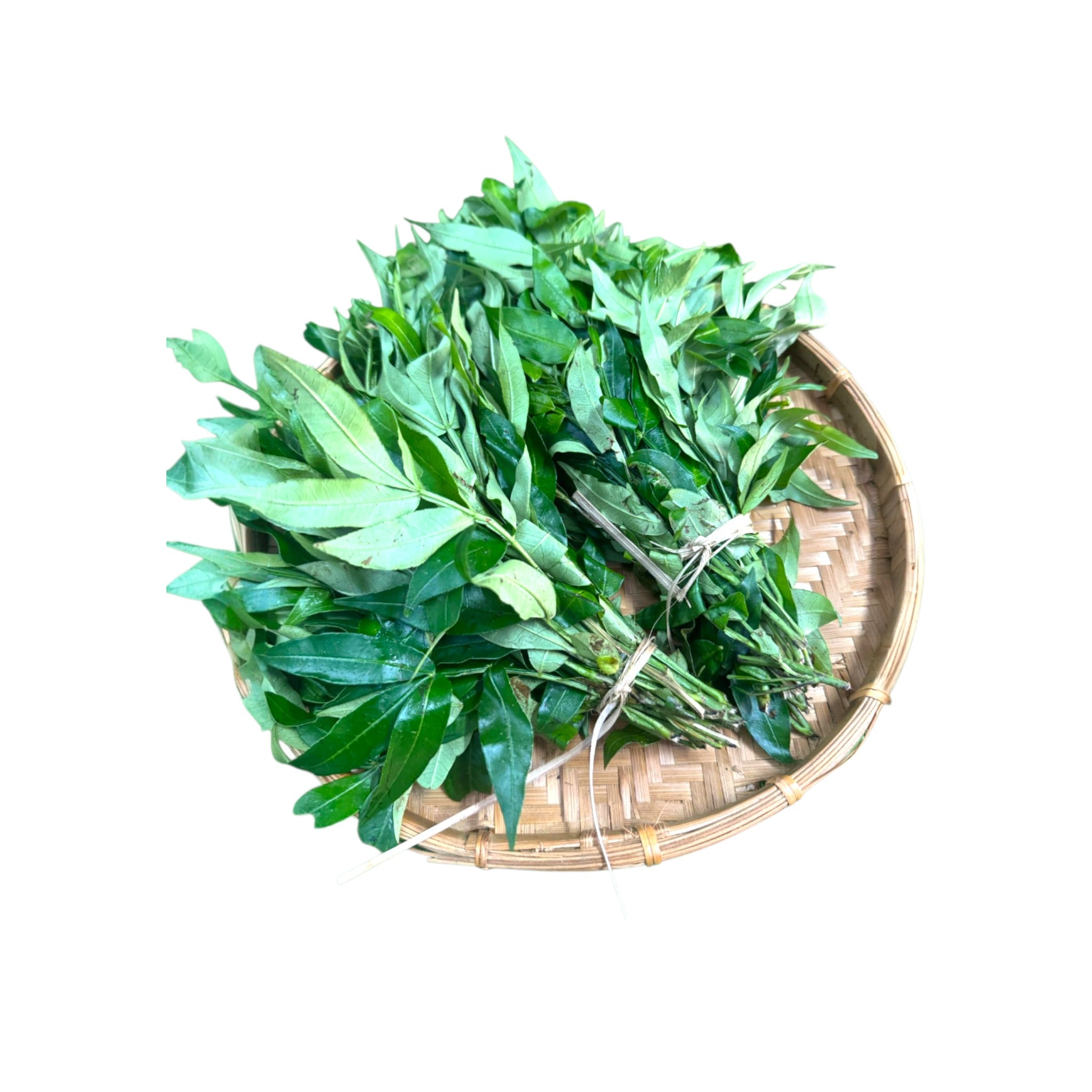 Prickly Winged Leaf| Lingnamse | Mukthrubi