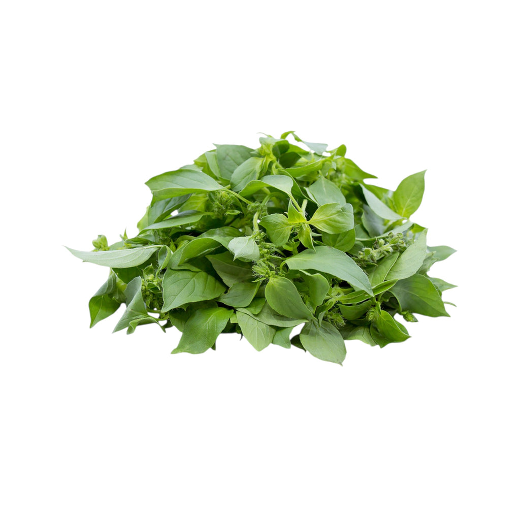 Hoary Basil | Maroi Mayangpa