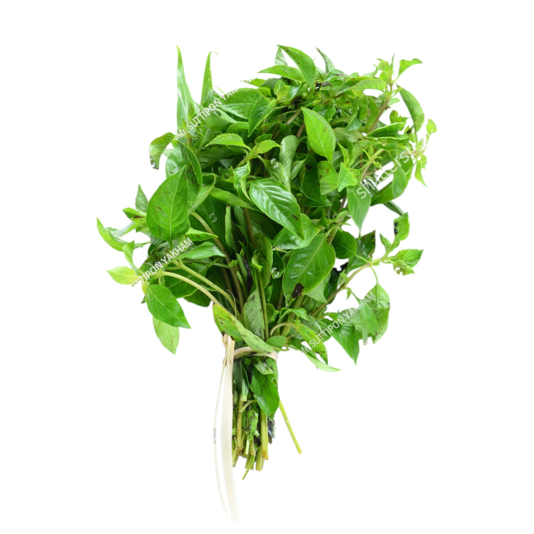Hoary Basil | Maroi Mayangpa