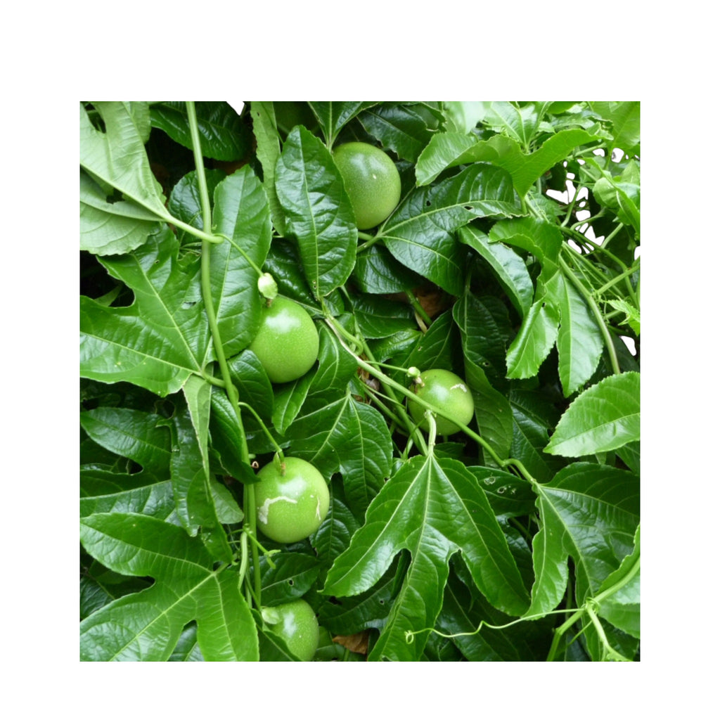 Fresh Passion Fruit Leaves | Saptheina