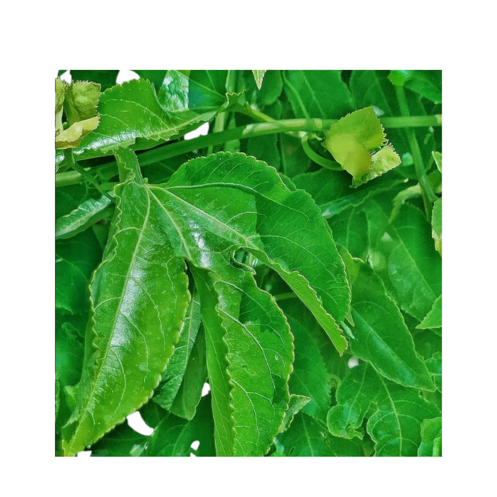 Fresh Passion Fruit Leaves | Saptheina