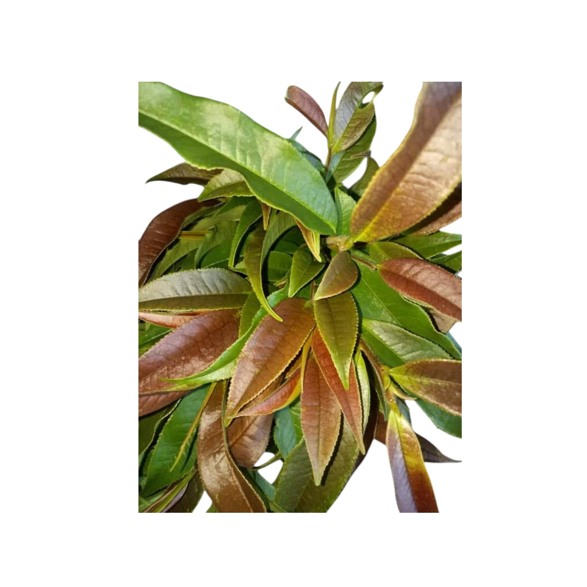 Sizou Leaves | Eurya Acuminata