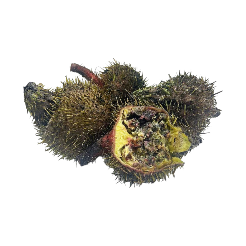 Fresh Foxnut Seed|Thangjing