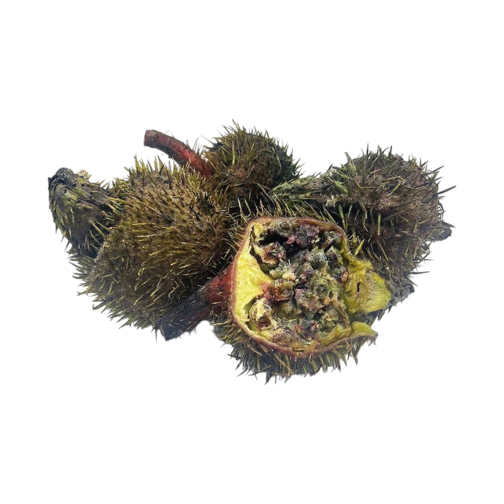 Fresh Foxnut Seed|Thangjing