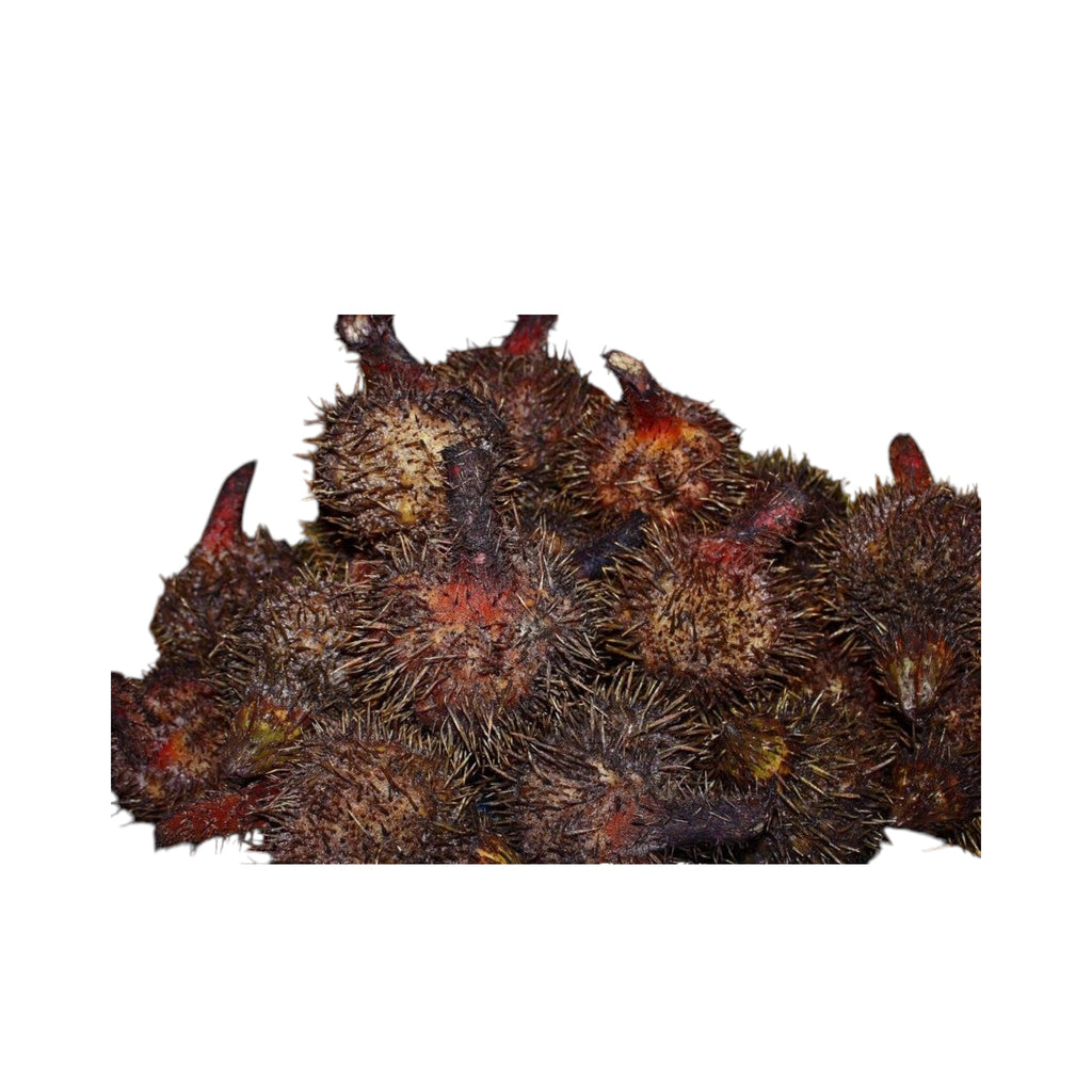 Fresh Foxnut Seed|Thangjing