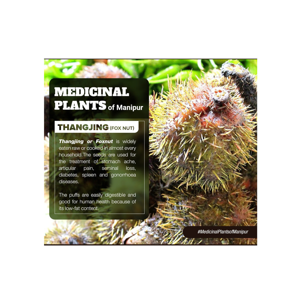 Fresh Foxnut Seed|Thangjing