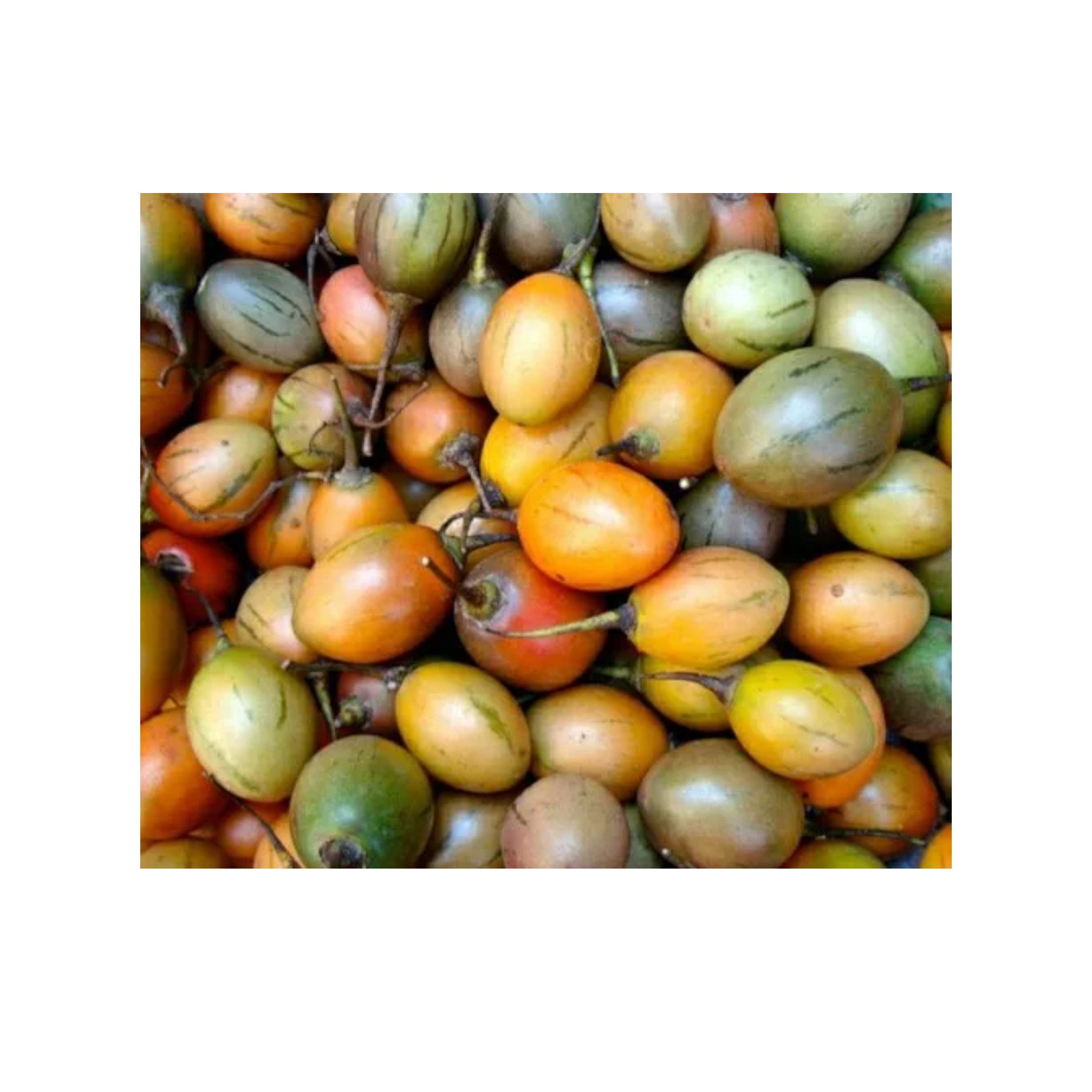 Tree Tomato | Thing Khamen (3pcs)