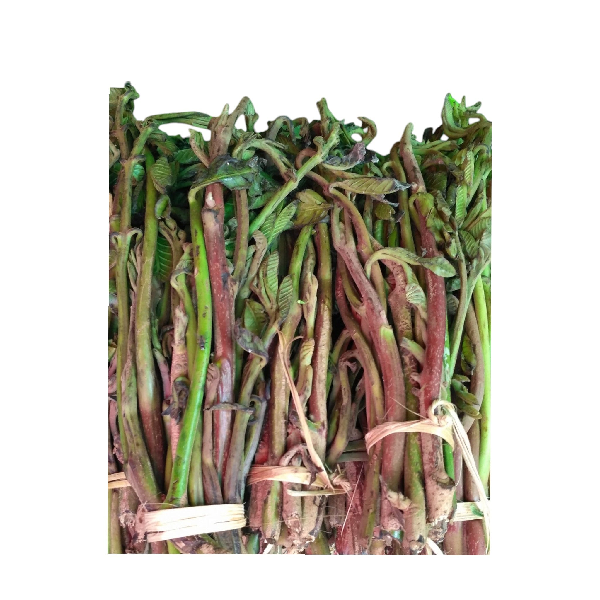 Thingthupi | Singthupi