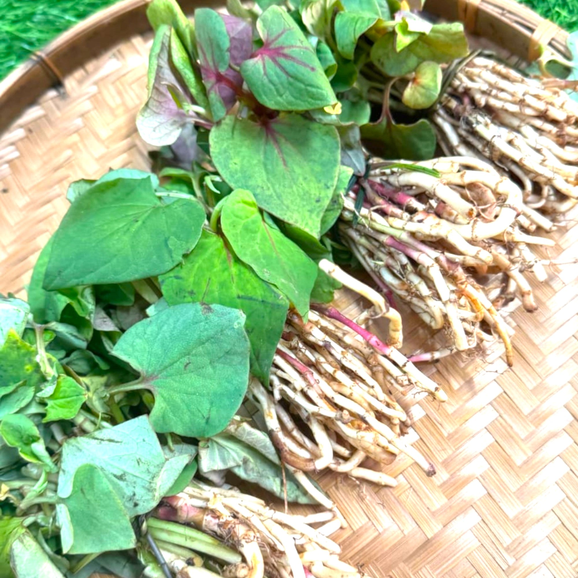 Fish Mint Leaves | Aithanglou | Tokningkok