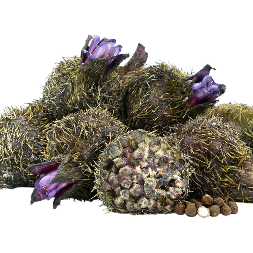 Fresh Foxnut Seed|Thangjing