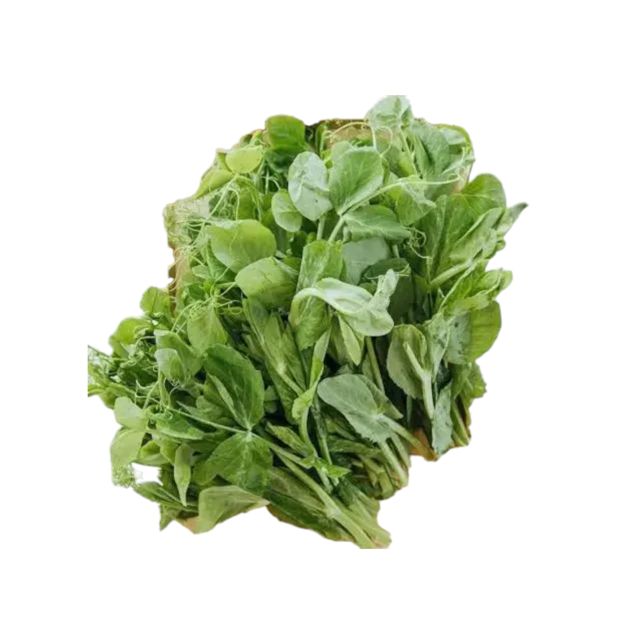 Snowpea Leaves | Mayanton | Hawaithrak Naa