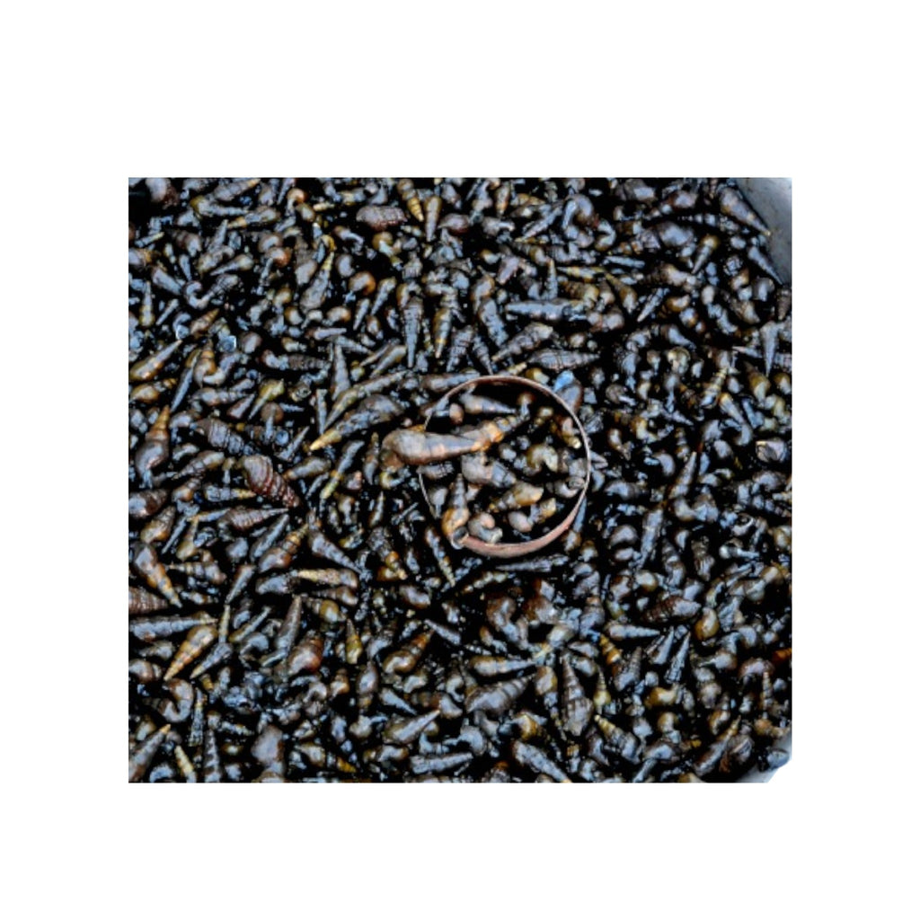 Long Culinary Snail-500g