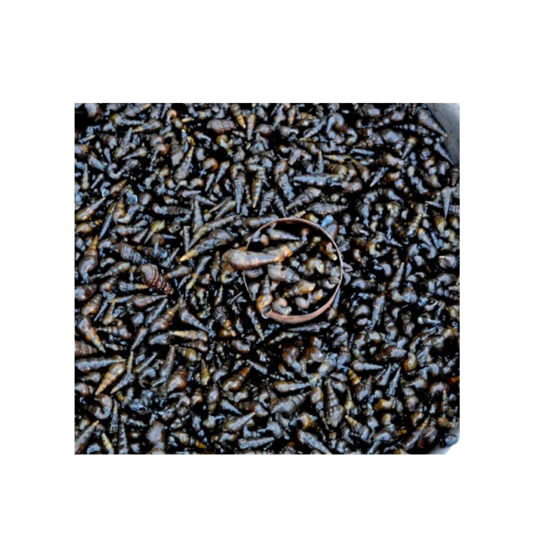 Long Culinary Snail-500g