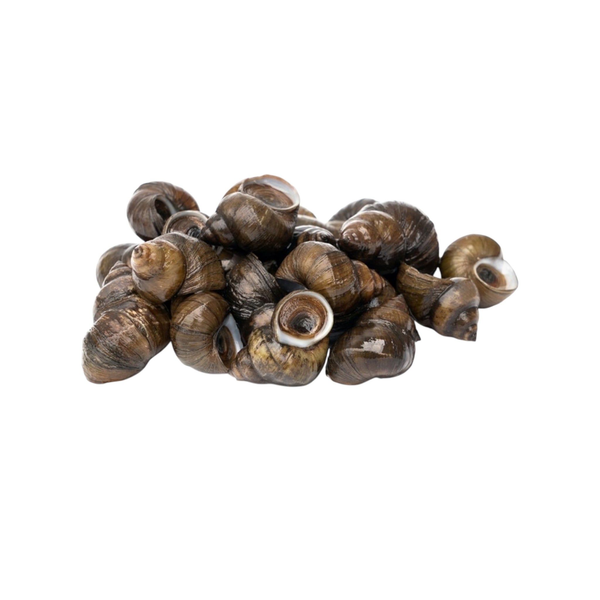 Round Culinary Snail-500g