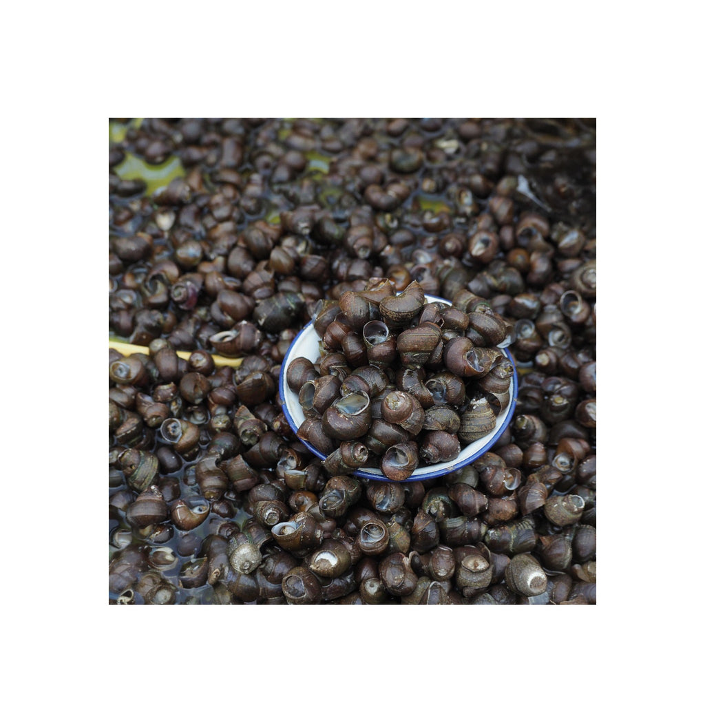 Round Culinary Snail-500g