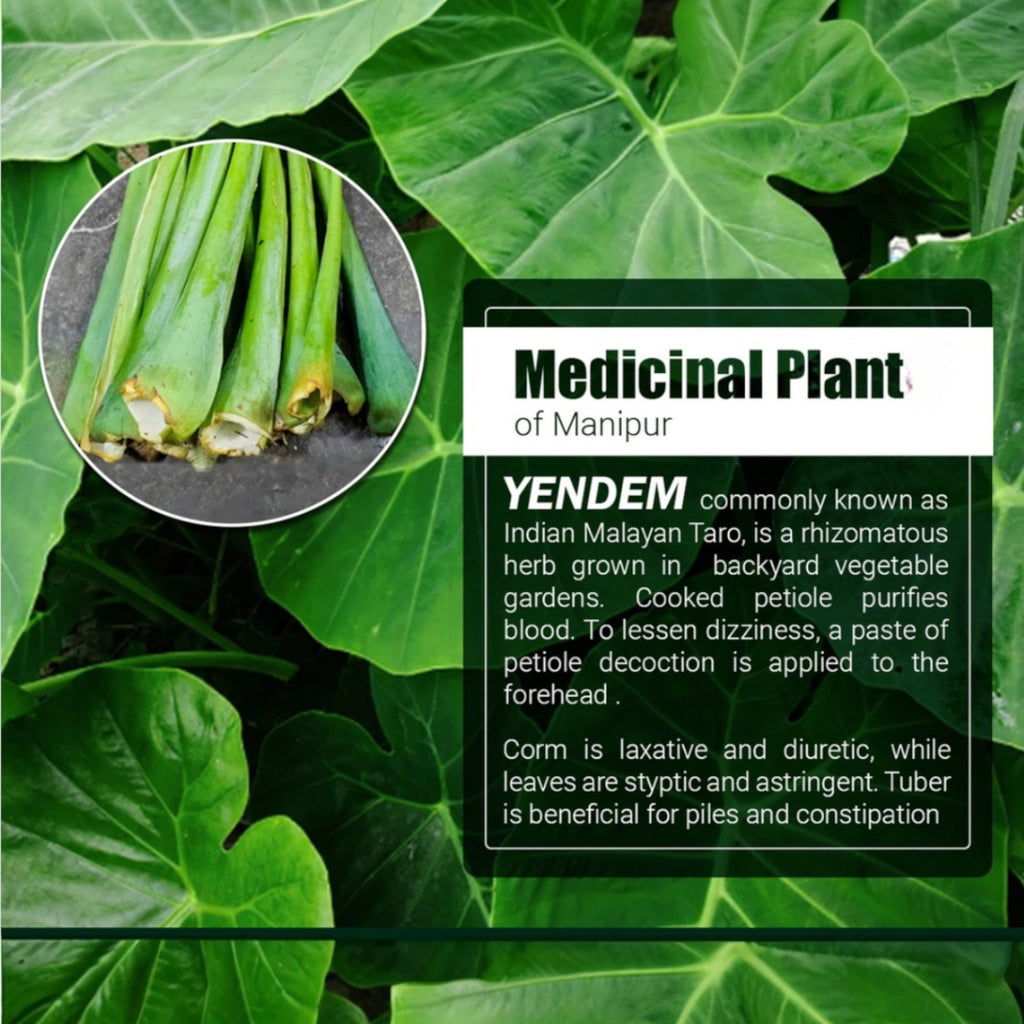 Yendem | Indian Malay Taro