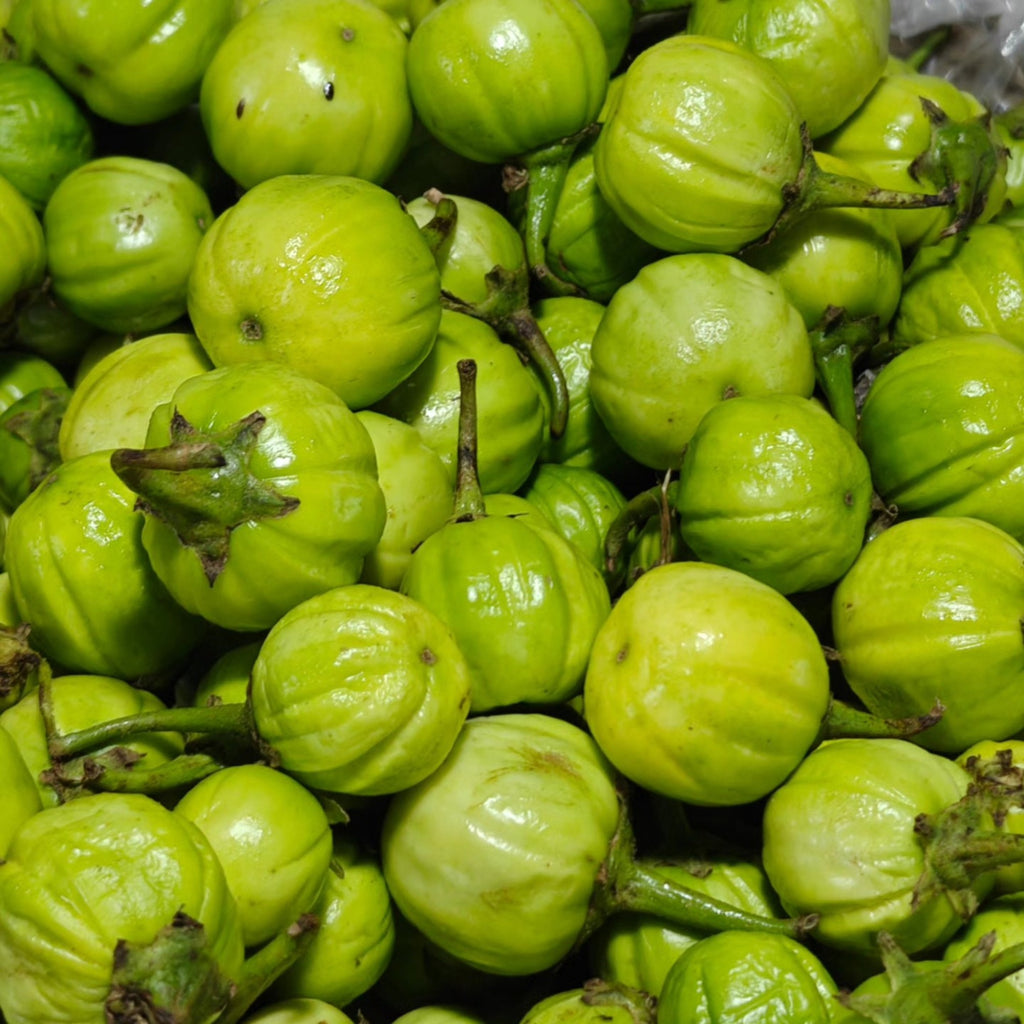 Bitter Eggplant | Anjangkha | Likok