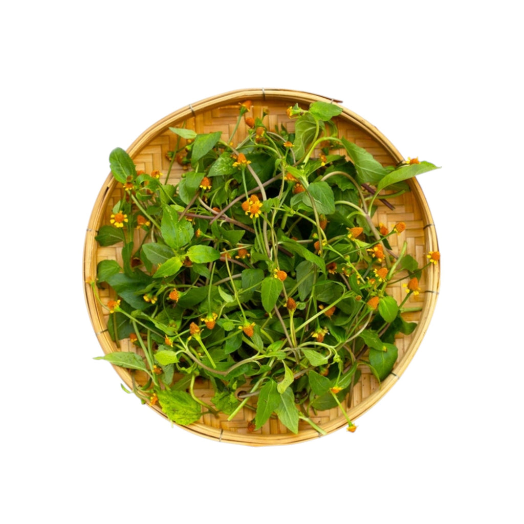 Ansa | Acmella Oleracea