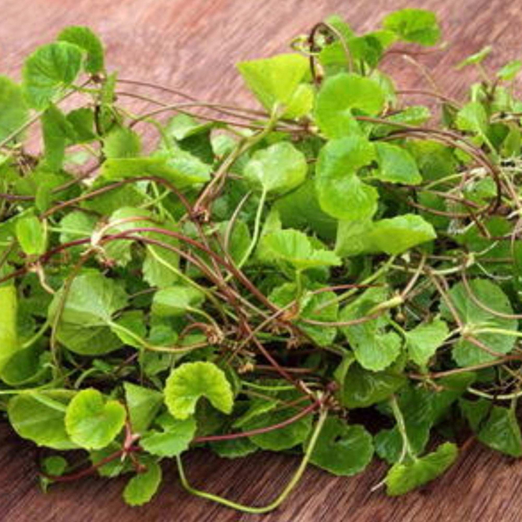 Asiatic Pennywort| Peruk | Changkongche