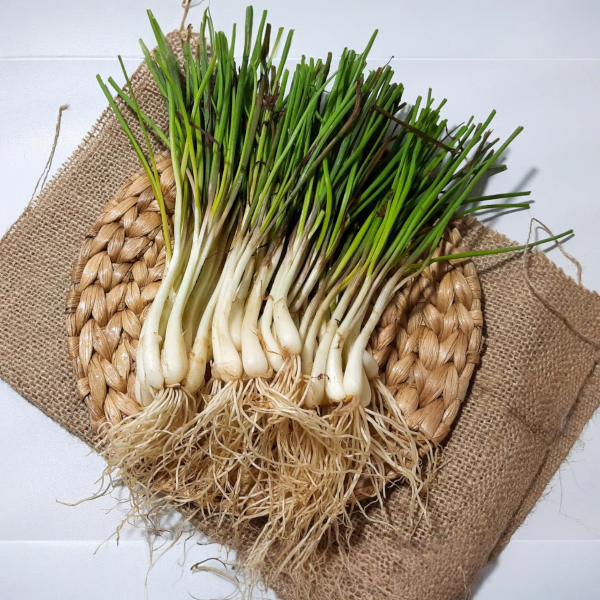 Fragrant Garlic Chives