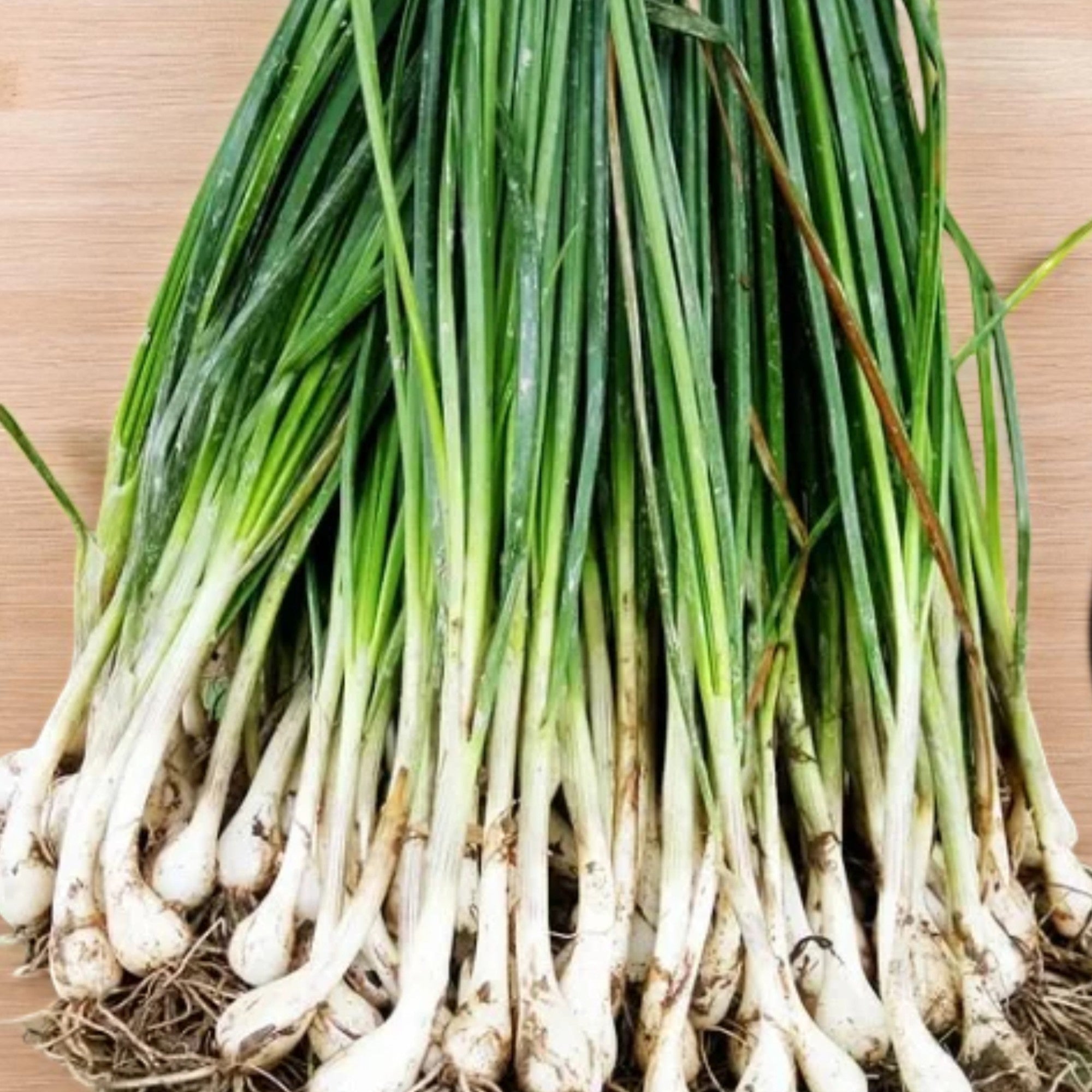 Fragrant Garlic Chives
