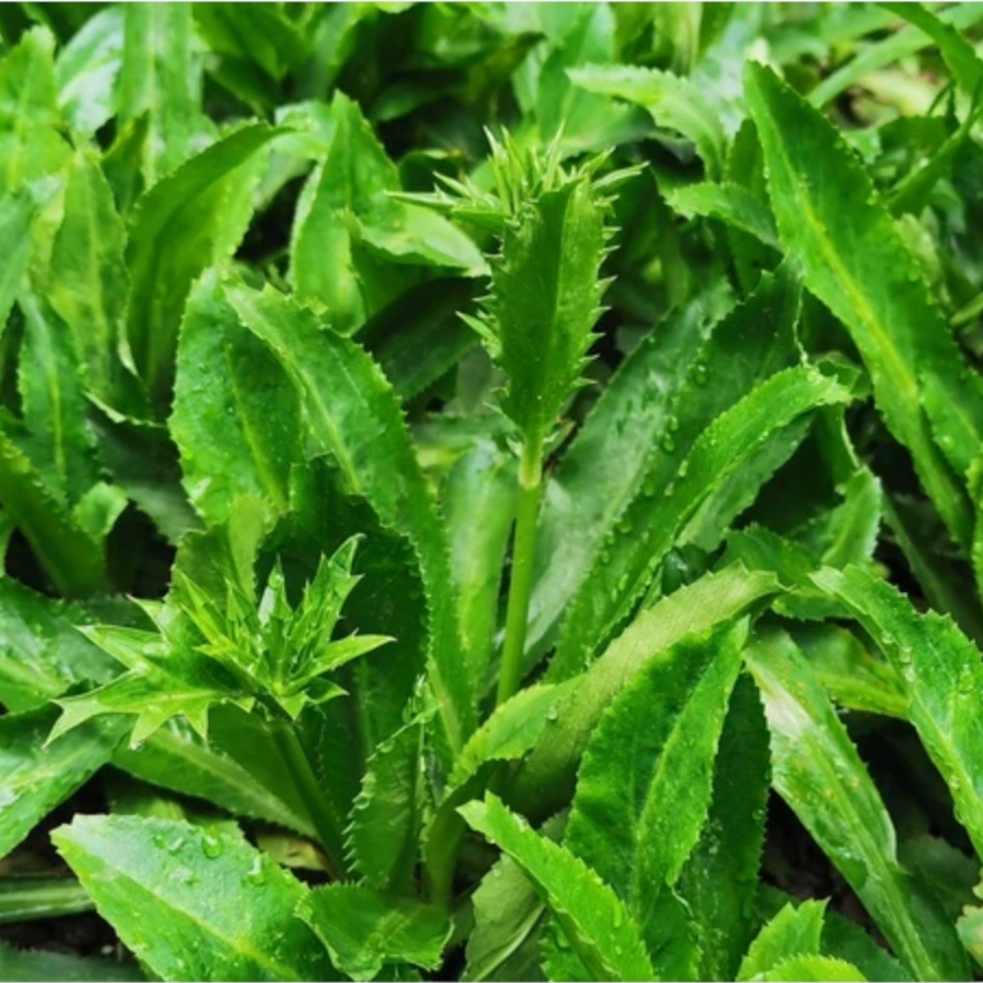 Culantro | Wild Coriander |Samaroi