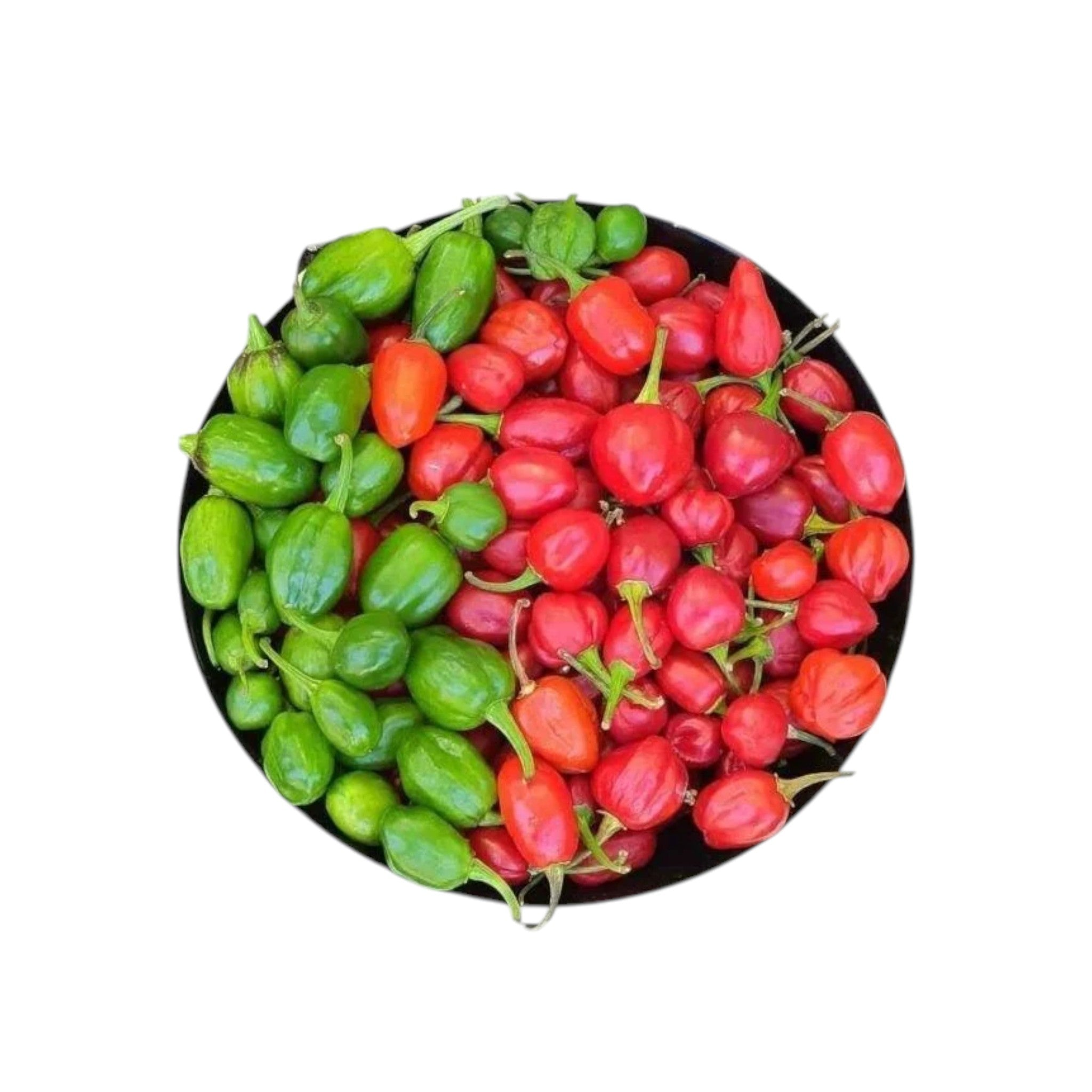 Dalle Khursani Chilly-50g