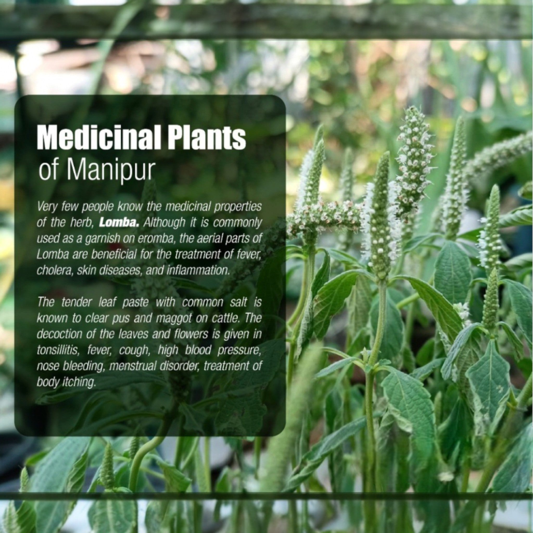 Dry Lengmusel| Lomba