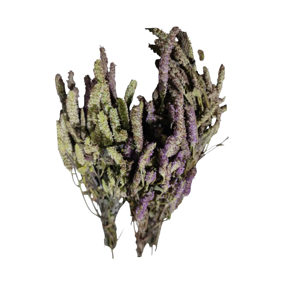 Dry Lengmusel| Lomba