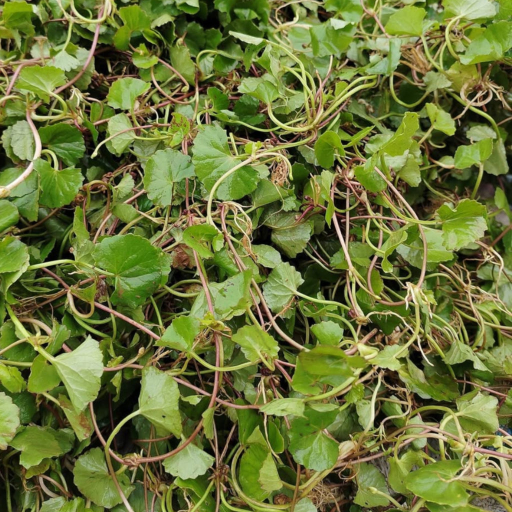 Asiatic Pennywort| Peruk | Changkongche