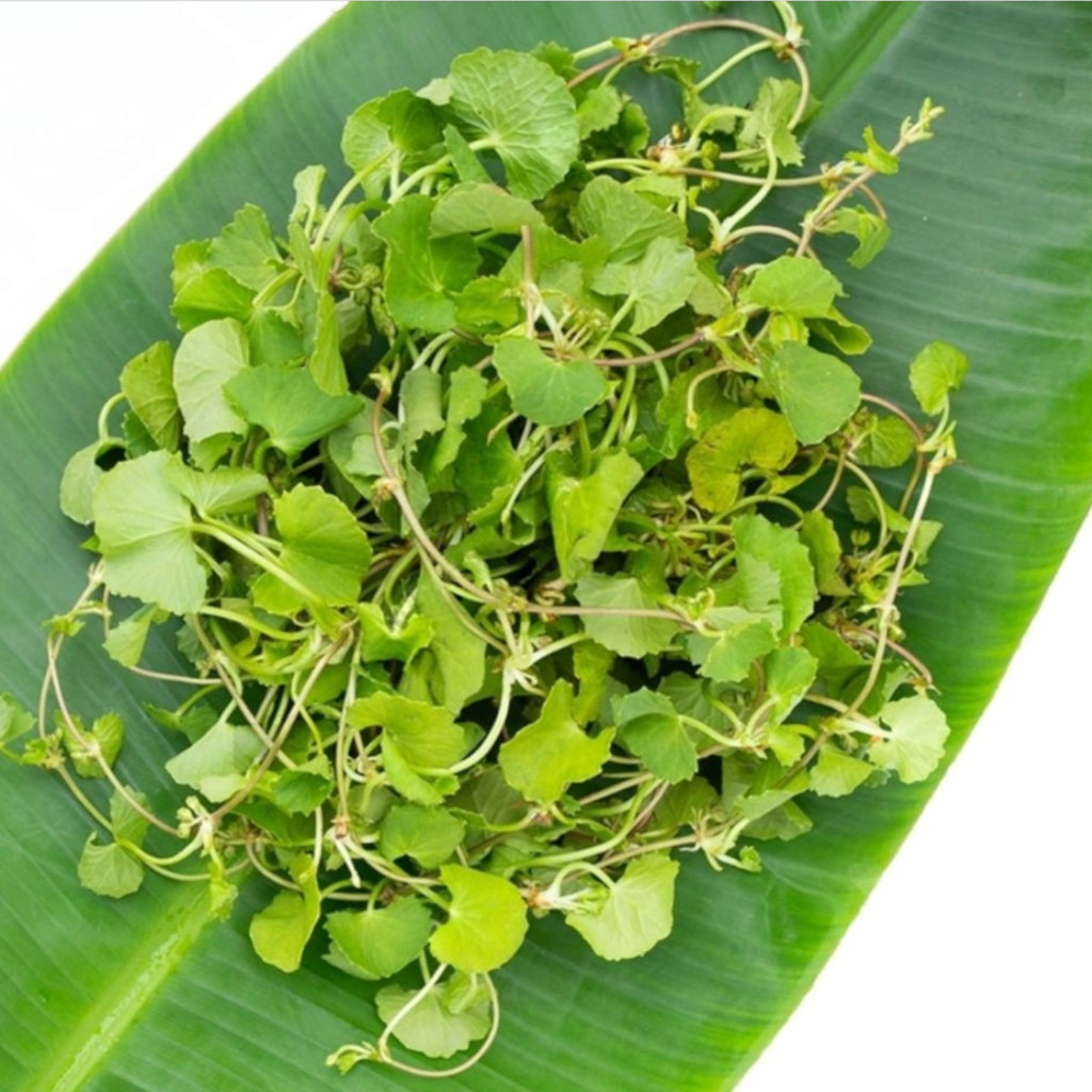 Asiatic Pennywort| Peruk | Changkongche
