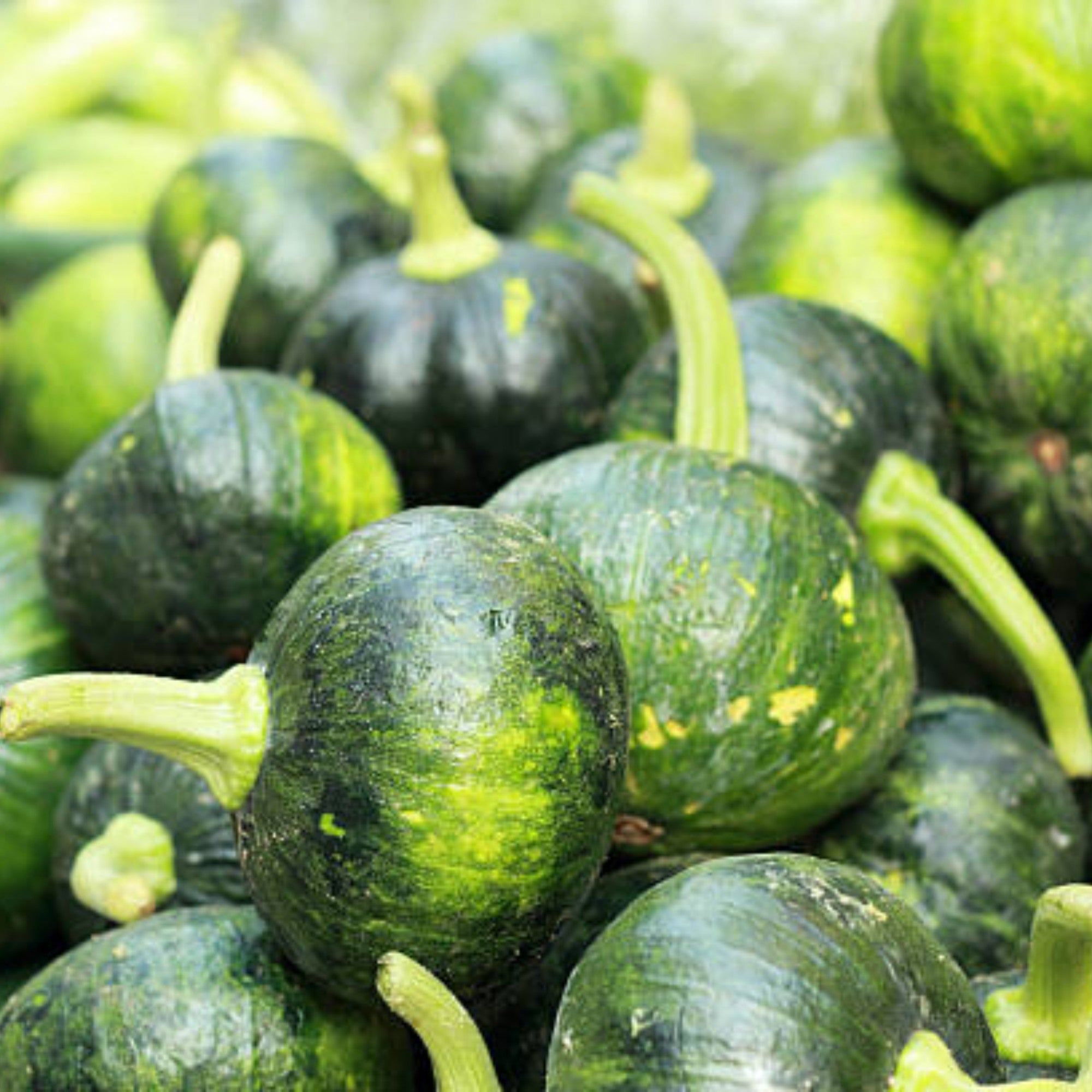 Tender Pumkin | Mainou