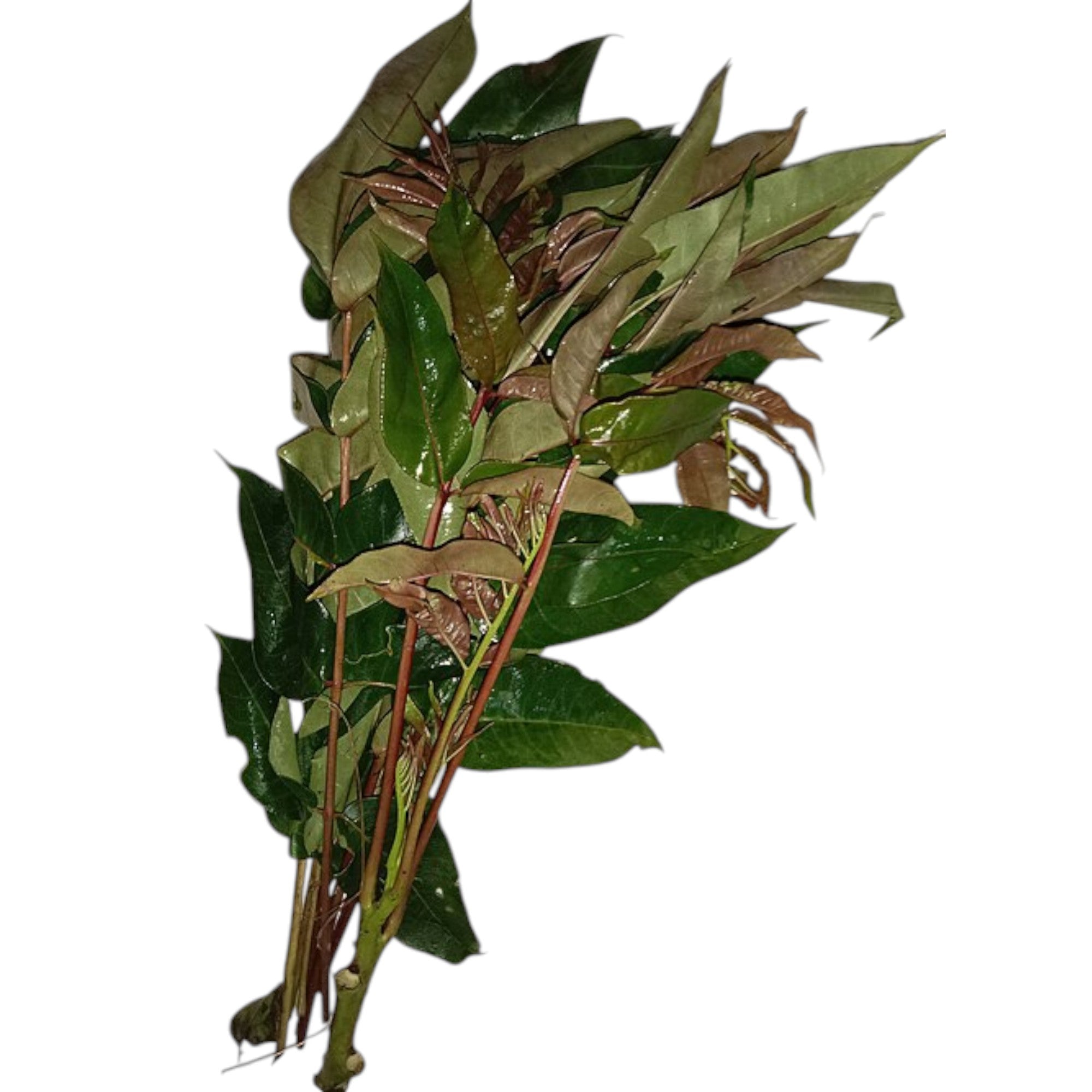 Sichuan Pepper Leaves | Singjol Leaves | Mejenga Leaves