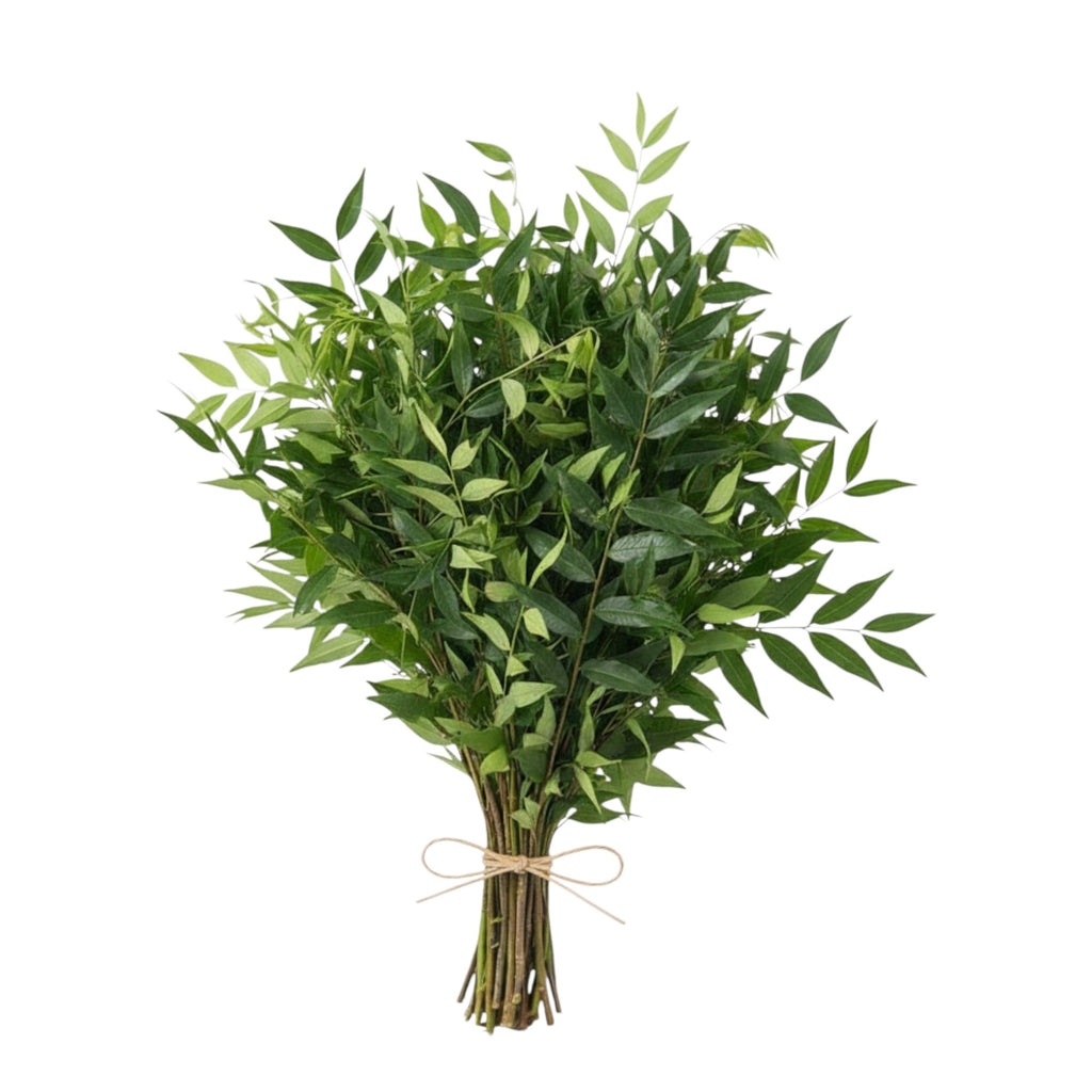 Sizou Leaves | Eurya Acuminata