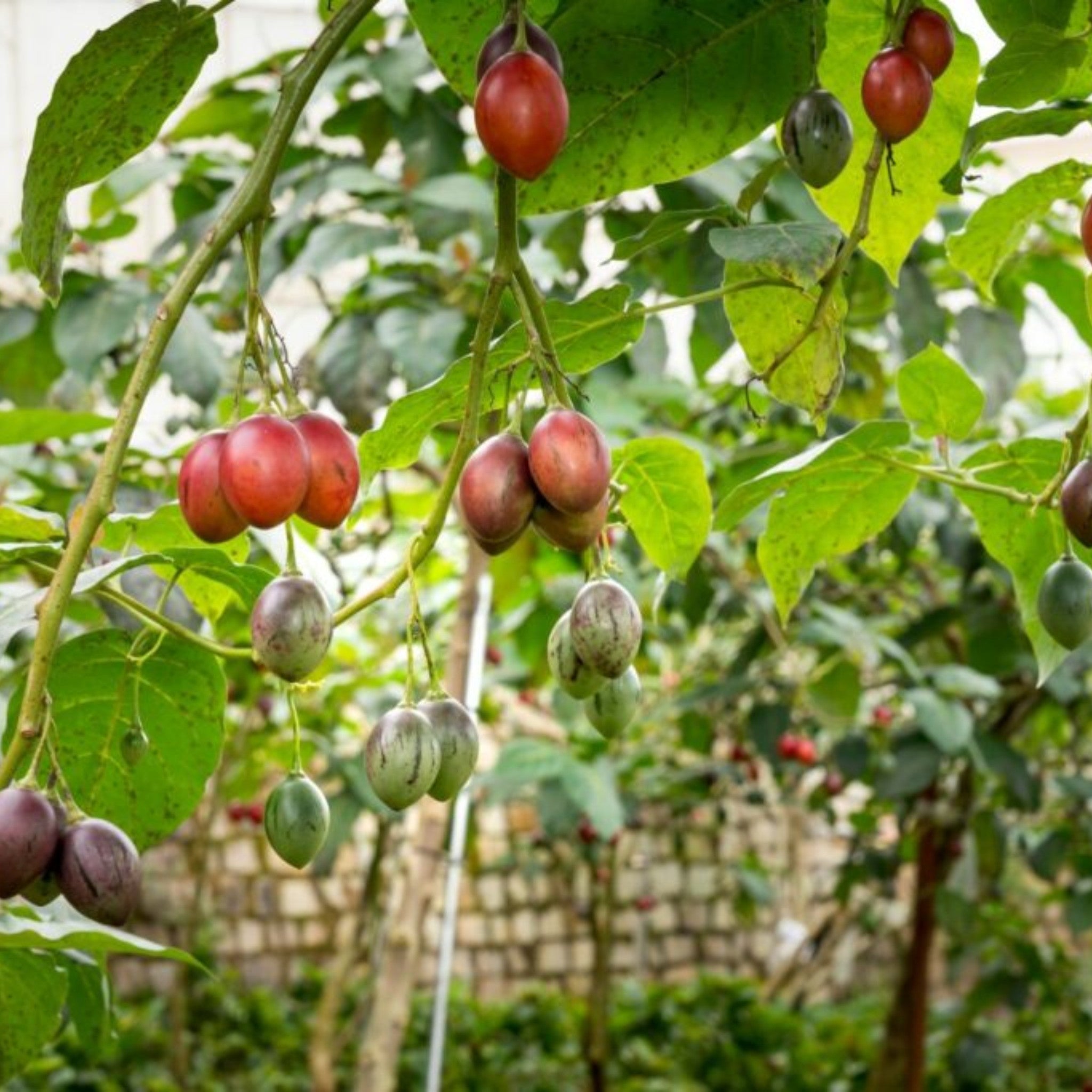 Tree Tomato | Thing Khamen (3pcs)