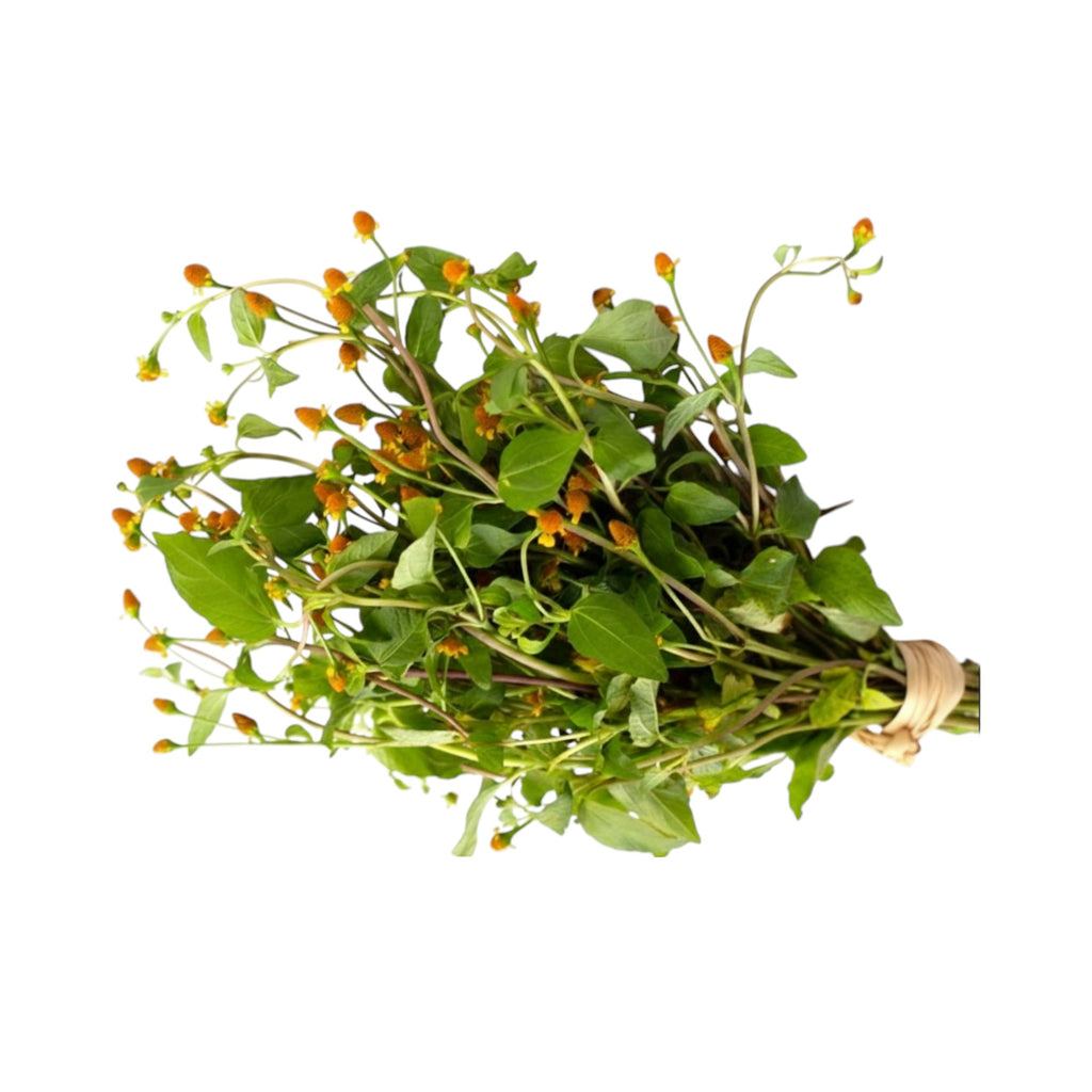 Ansa | Acmella Oleracea